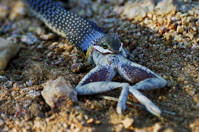 蛇疑似吃得太撐，蟾蜍只吞了一半就定格休息(示意圖/達志影像)