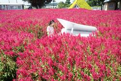 中社花市火焰雞冠花怒放 繁花似錦媲美「日本掃帚草」