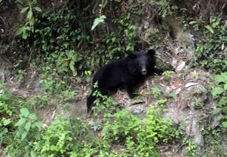 直擊》南橫公路驚見小黑熊萌樣爬山坡 可愛影片曝光