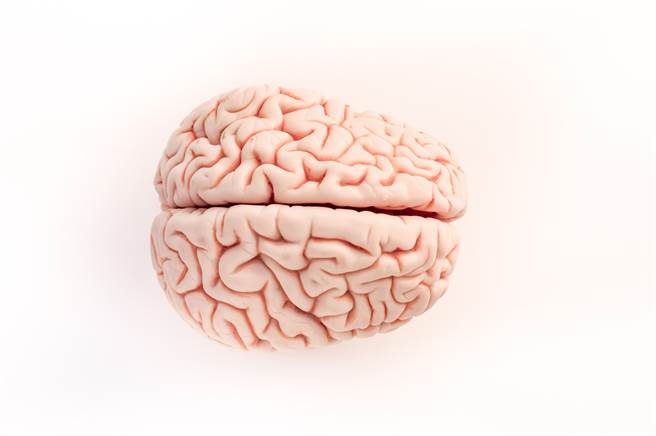 美国威斯康辛州男子森达日前到湖边散步挖宝时，竟然捡到一颗完整大脑，吓得他赶紧报警，经过调查，这颗脑袋并非人脑，不过医检人员仍无法辨识是哪一种动物的大脑。（示意图／shutterstock）