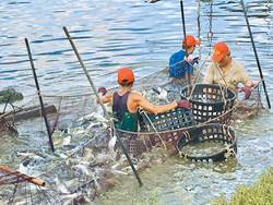 新聞早班車》虱目魚盛產 漁民每斤26元賤售
