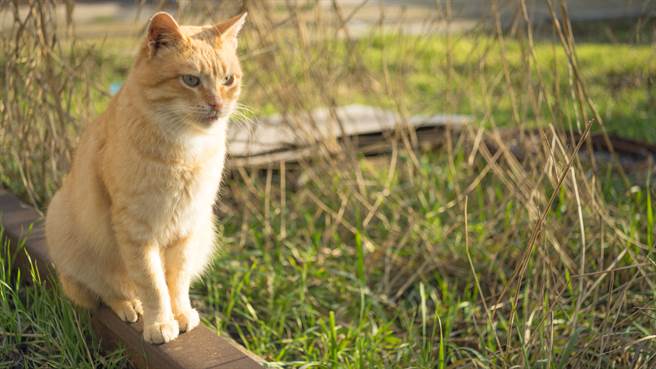 不舍主人离世 忠心橘猫风雨无阻连700天到墓前哀悼(示意图／达志影像)

