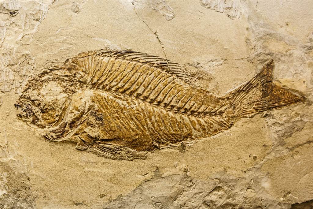 土石流落下巨大「魚骨紋」怪石 專家一看驚：是2億年前化石(示意圖／達志影像)