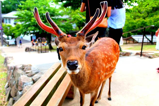 等嘸觀光客！日本奈良鹿出現「鹿餅成癮症」忘了怎麼吃草- 搜奇- 網推