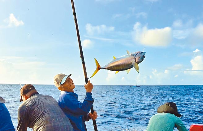 戴文櫻說，從事鰹竿釣，除了鰹魚會上鉤以外，有時也會釣到黃鰭鮪魚。（台東縣自然與人文學會／莊哲權台東傳真）