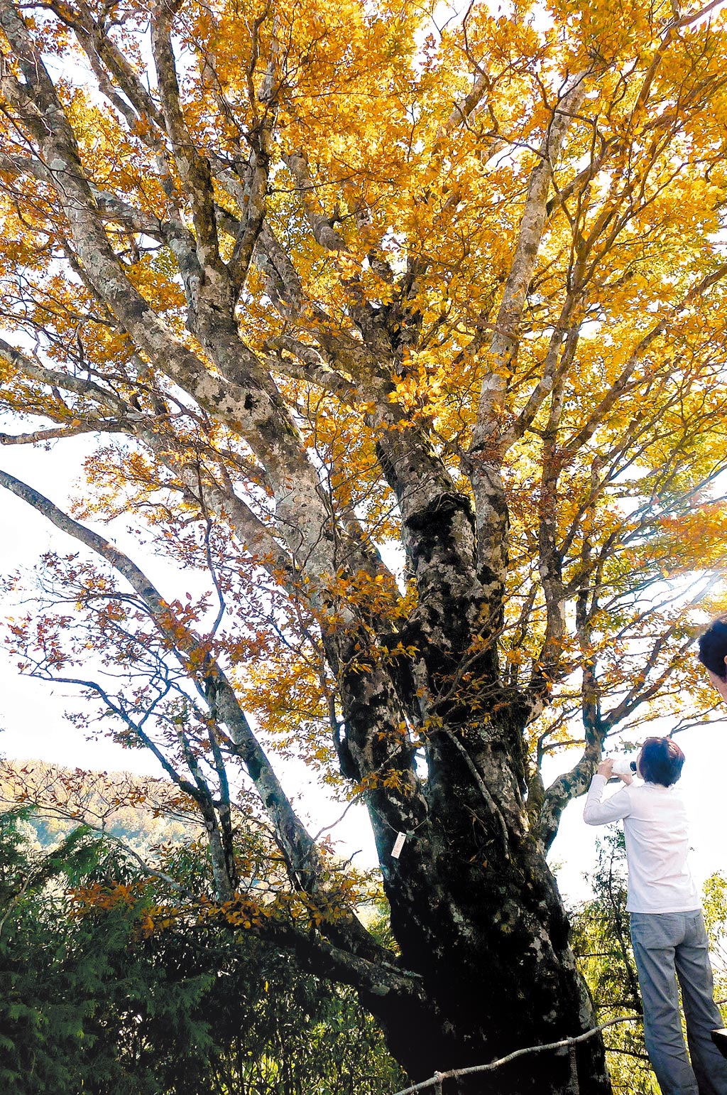 太平山賞台灣山毛櫸推限定專車 地方新聞 中國時報