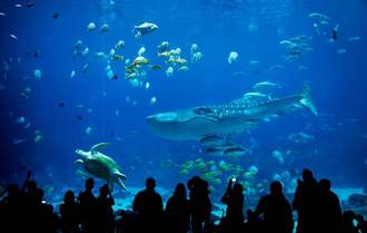水族館認錯魚展出20年 專家比對驚覺「瀕臨絕種新品種」