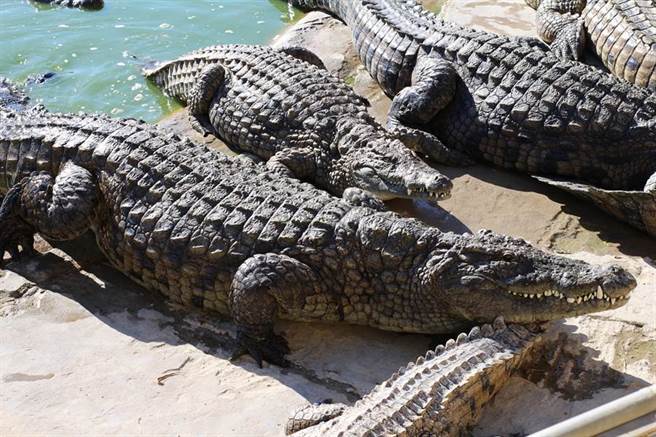 青少年非法偷捕鱷鱼，可恶行径让不少人感到气愤(示意图/达志影像)