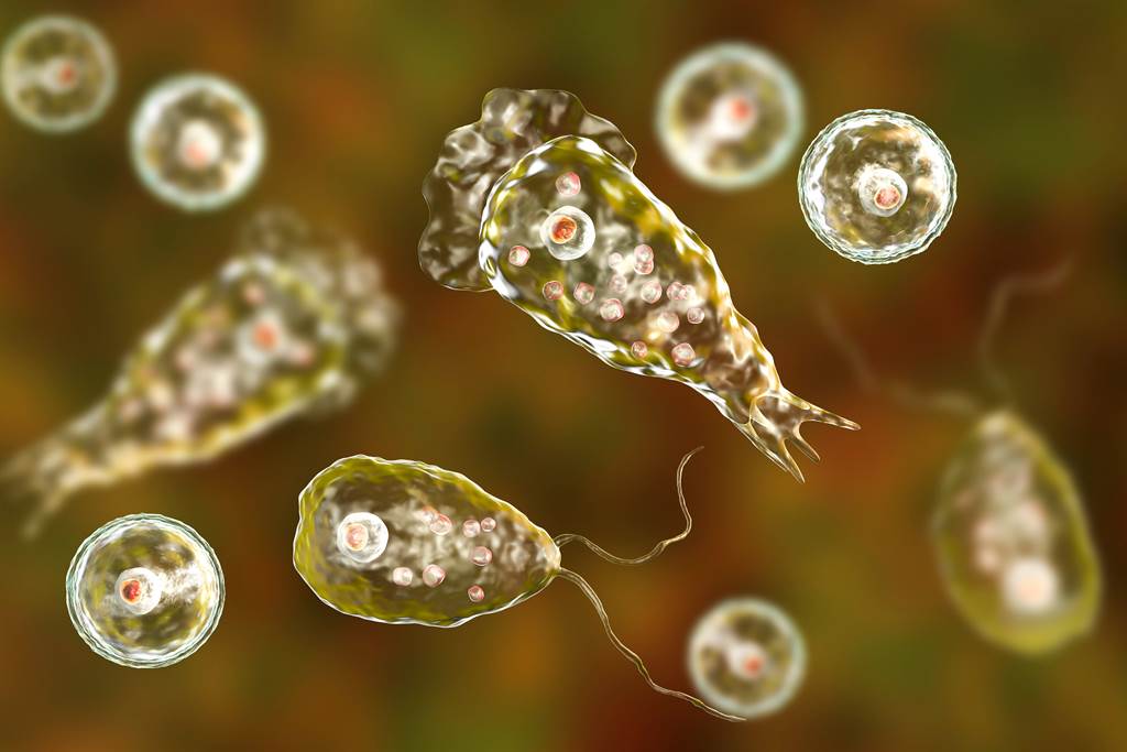 致命吃脑变形虫「福氏内格里虫」（Naegleria fowleri）从孢囊，滋养体到鞭毛虫的各阶段。（达志影像/Shutterstock）(photo:ChinaTimes)