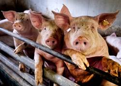 200小豬拉肚子身亡 東日本爆豬瘟 5400豬將被殺