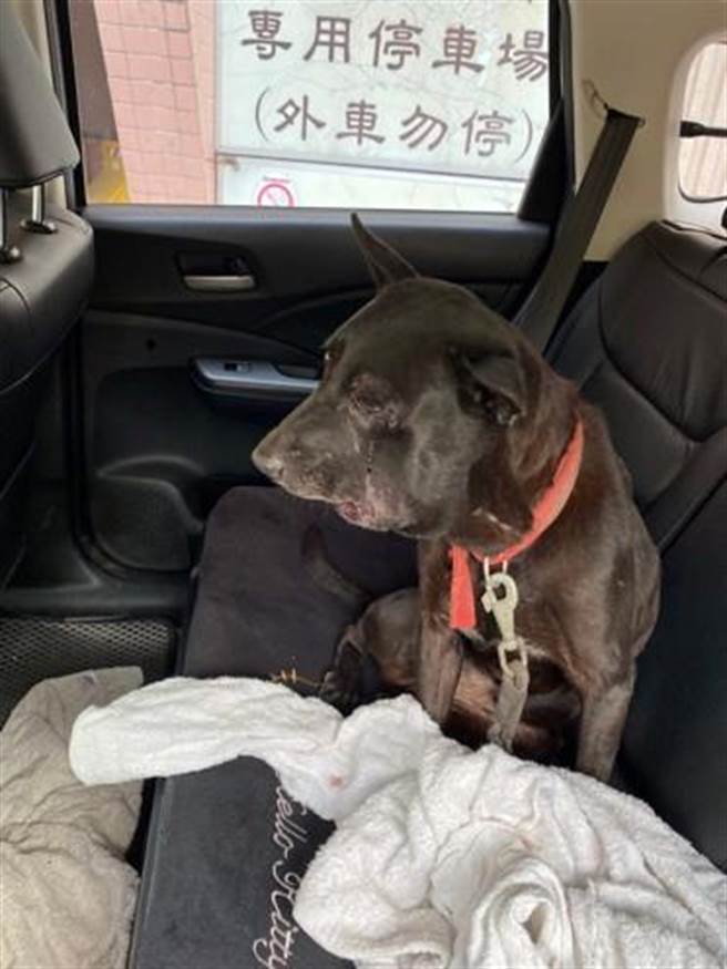 毛孩被蛇咬，全北市竟无血清可救。（议员杨静宇提供）