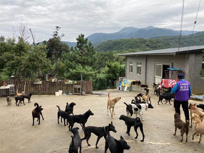 三芝流浪動物之家恐強拆400隻浪犬無處去園長苦嘆 合法化經費破百萬 社會 中時