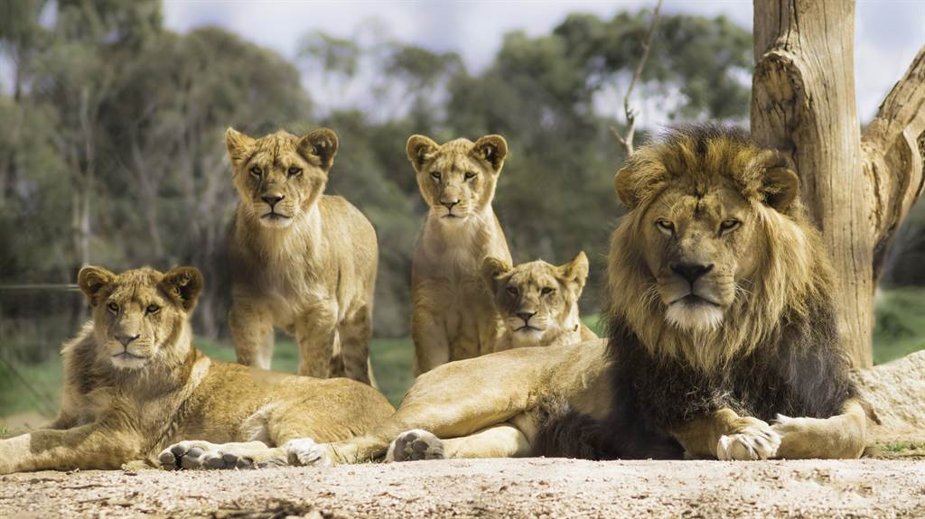 7頭獅子偷溜出去咬10隻綿羊，最終被南非國家公園全數撲殺(示意圖/達志影像)