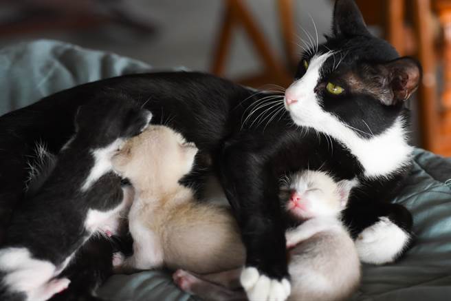 猫妈发现孩子被吓到，马上认为是猫爸搞得鬼(示意图/达志影像)