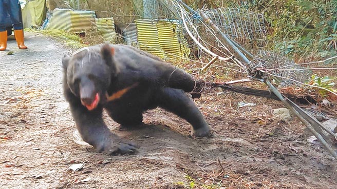 台中市东卯山一处果园为防山猪设有套索，1日凌晨发现一只台湾黑熊的左前肢遭钢索套住，不断挣扎想要脱困。（中央社）