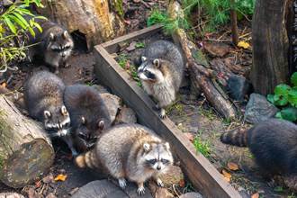 遛狗遇14浣熊強盜討食物 望向樹叢驚覺「被猛獸窺視」