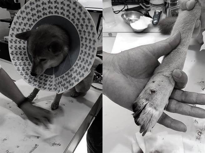 柴犬被咬到伤痕累累，而女饲主保护爱犬，也被咬到全身是伤(图/刘姓网友授权提供)