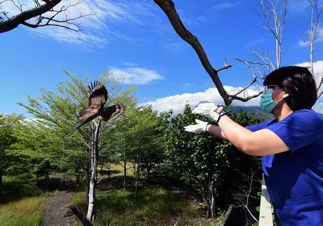 鳳頭蒼鷹野放創野灣野生動物醫院首例 寶島 中時