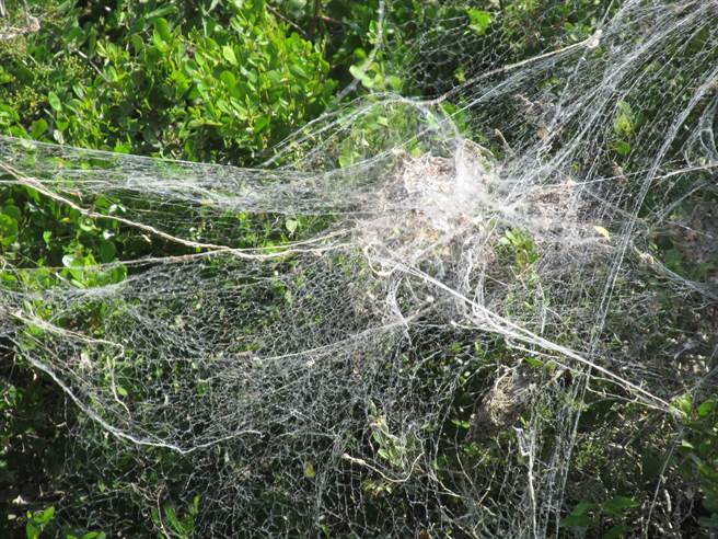 樹林驚見巨無霸蜘蛛網 網一看嚇：纏到恐動彈不得(示意圖／達志影像)