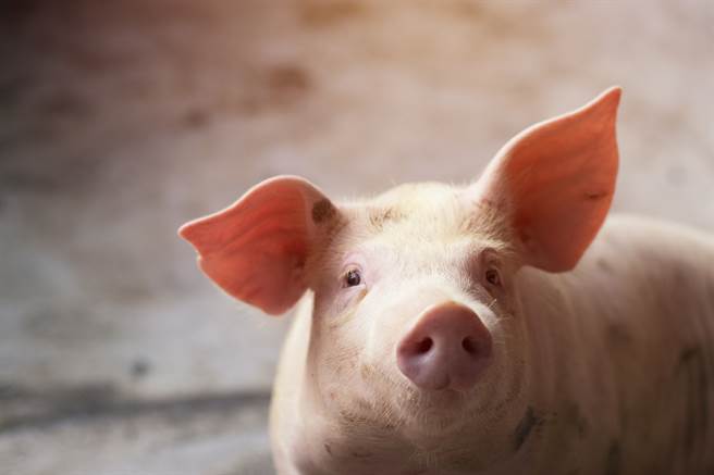 捕獲「野生小豬」原地空幹15秒 網笑：速度退步(示意圖／達志影像)