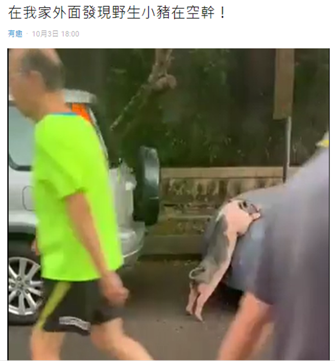 有網友在家附近捕獲野生小豬在對一台車做不雅動作。(圖翻攝自Dcard)