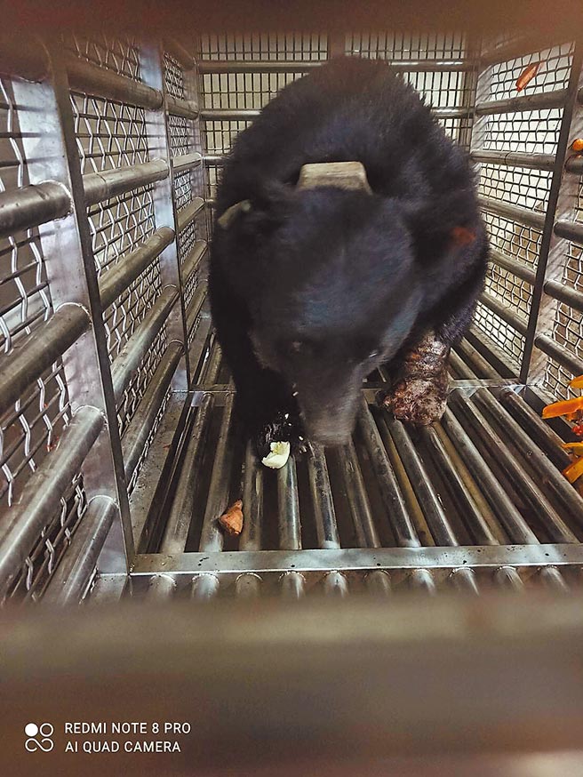 日前误陷「山猪吊」套索受伤的台湾黑熊，目前左前肢伤势稳定，精神、食欲均有显着恢復，兽医师也观察到排便情形。（特有生物研究保育中心低海拔试验站提供／王文吉台中传真)
