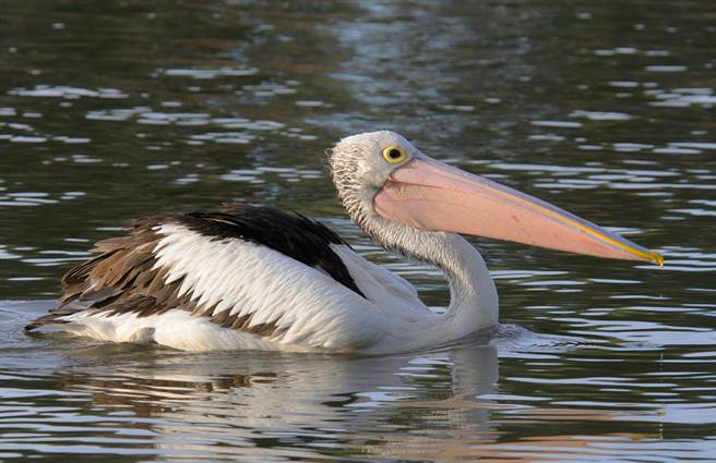 鹈鹕「飞羽遭剪」躺水中等死 康復后记住恩人每天拜访(示意图／达志影像)