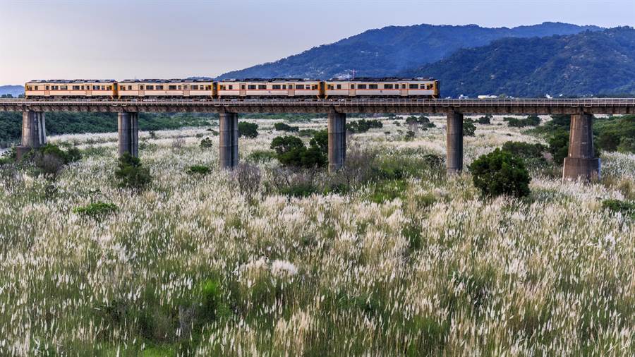 頭前溪芒草搭配內灣線火車，是全台拍攝秋芒的八大景點之一。（羅浚濱攝）