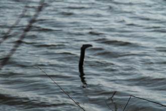 尼斯湖水怪聲納影像曝光 目擊老船長驚呼：有10公尺長