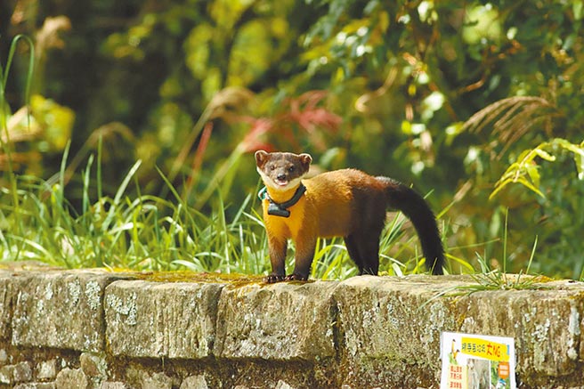 黄喉貂在玉山园区，活动范围广大。（野声环境生态顾问公司提供／廖志晃南投传真）