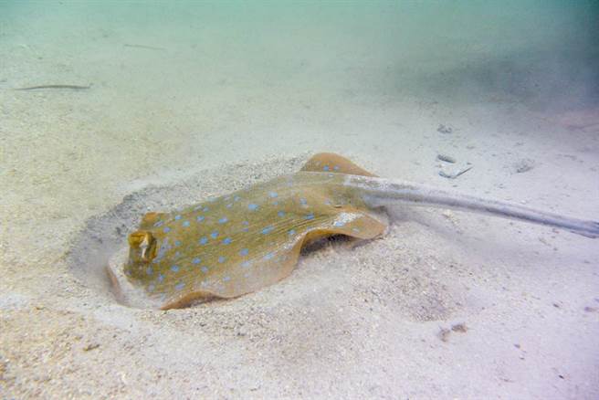 衰男沙滩散步踩到魟鱼 下秒「12公分毒鉤」插爆小腿（示意图／达志影像）