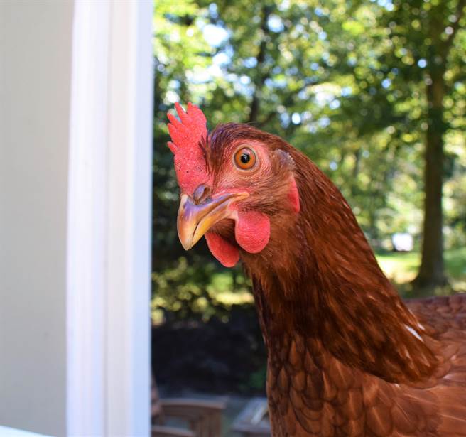 流浪公鸡晃进客厅「强迫收编」没想到比狗还黏人（示意图／达志影像）