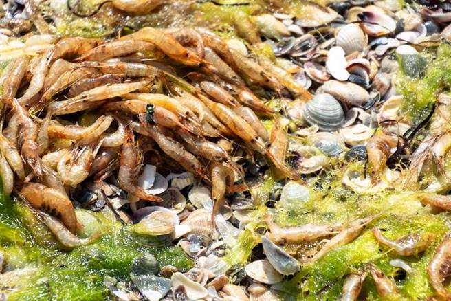 不明剧毒物质流入海洋！沙滩遍地尸体 海底更惊悚（示意图／达志影像）