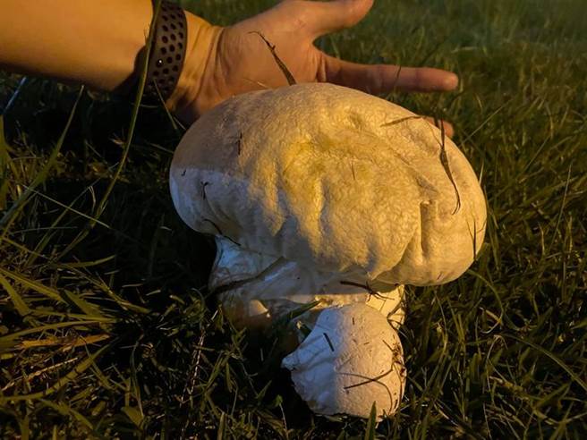 芦洲足球场的草地上惊见「大白菇」，专家解释，这其实是种无毒真菌，成熟之后会炸开，散播孢子。（图／翻摄自我是芦洲人）