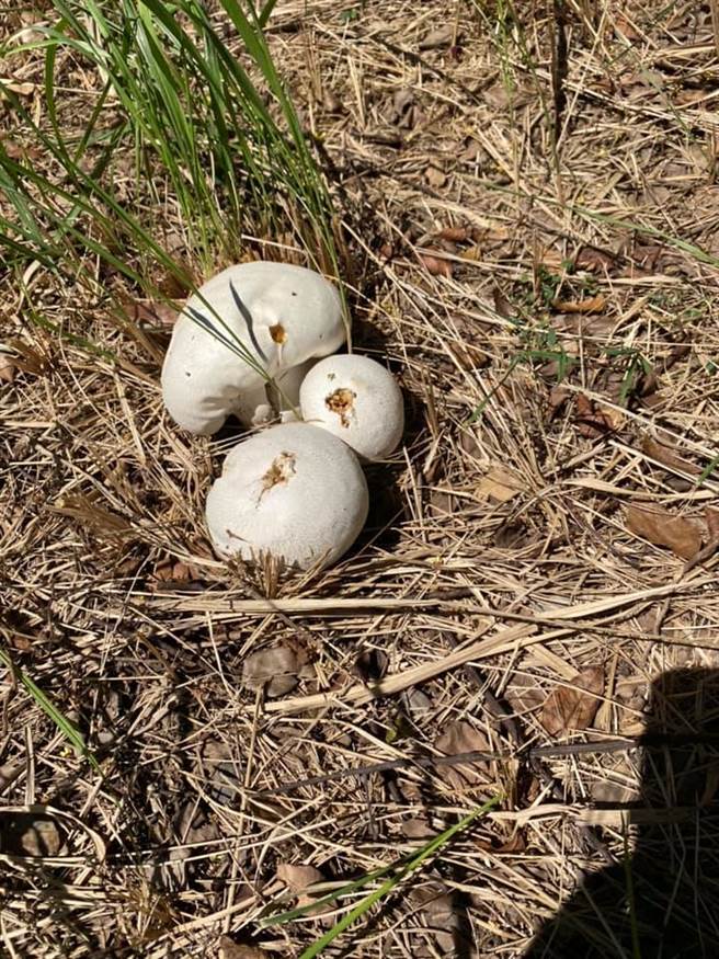 芦洲草地惊见巨大的「白色野菇」，专家指出，这其实是一种真菌，成熟会炸开散播孢子。（图／翻摄自我是芦洲人）