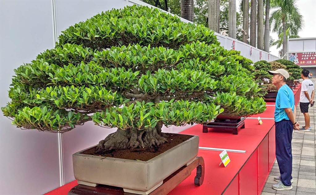 屏東盆栽雅石展總冠軍象牙樹養超過30年 寶島 中時