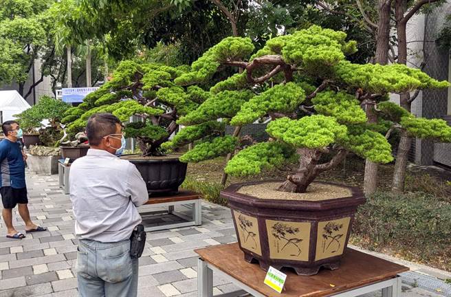 屏東盆栽雅石展總冠軍象牙樹養超過30年 寶島 中時