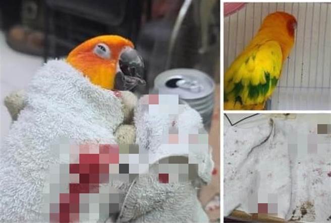 男子嫌鹦鹉半夜太吵，竟疑似将鸟的嘴剪掉，还po出染血照(图翻摄自脸书/ONLY ONE鹦鹉饮食)