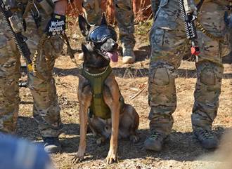 毛戰士的進化 美陸軍為軍犬研發擴增實境護目鏡