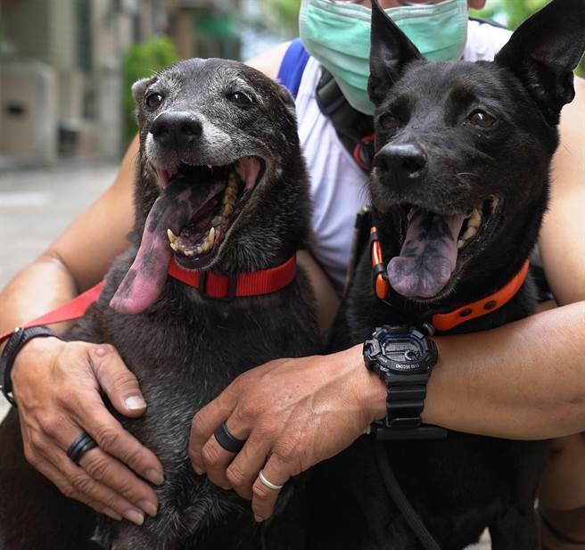 「酷乖」狗妈妈（右）幸获狗女儿「妹妹」捐血，顺利完成手术，母女情令人感动。（卢金足摄）