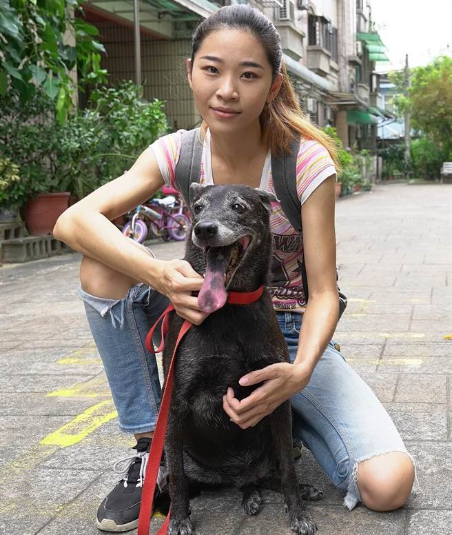 狗女儿「妹妹」捐血救母，因饲主有经济压力，手术费用由台湾动物紧急救援小组全额支付援助。（卢金足摄）