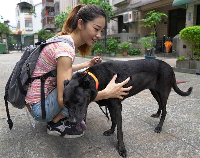 李小姐12年前营救流浪狗妈妈「酷乖」，没想到九月初「酷乖」腹部异常肿大，幸经手术后復原。（卢金足摄）