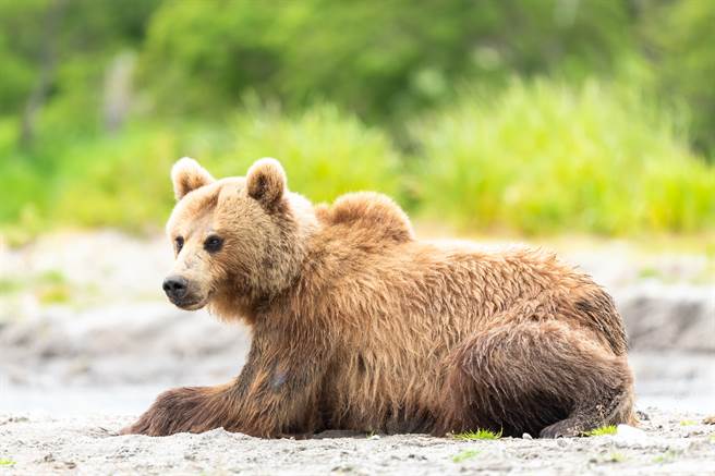 主人养了一只秋田幼犬，原以为牠不再长大，没想到半年后抱不动了(示意图/达志影像)