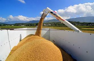 池上米稻穀收購價 每100台斤調漲100元 漲幅6％