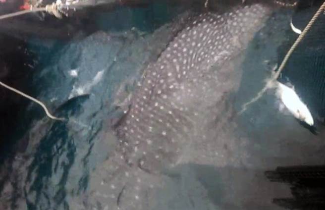 豆腐鲨误闯三和定置渔网。（三和定置渔场提供／蔡旻妤台东传真）