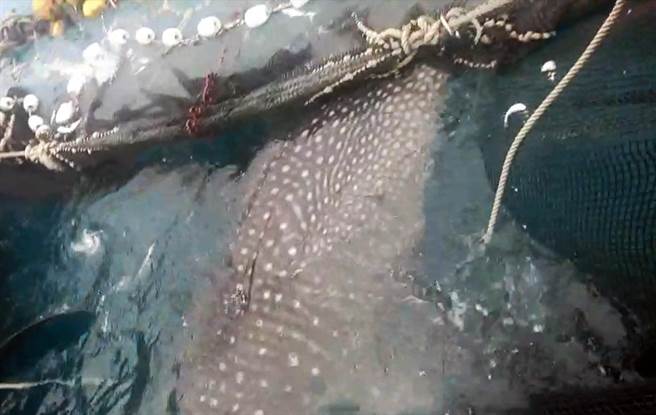 豆腐鲨误闯三和定置渔网。（三和定置渔场提供／蔡旻妤台东传真）
