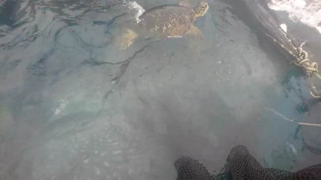 绿蠵龟误闯三和定置渔网。（三和定置渔场提供／蔡旻妤台东传真）