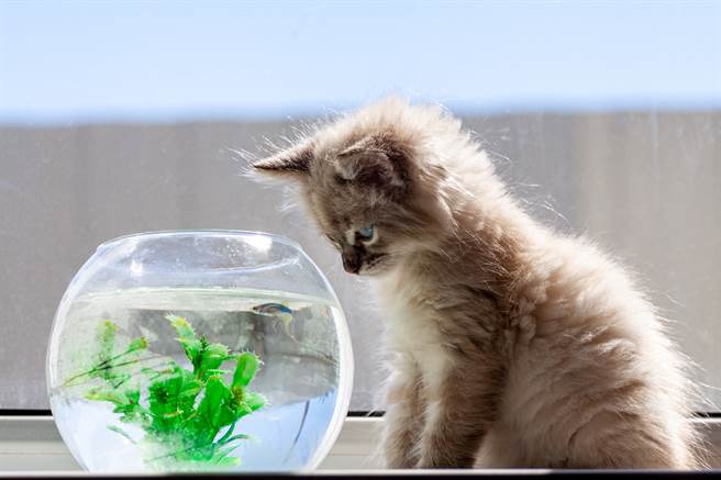 猫咪看到萤幕中有金鱼在游泳，竟跟着一起扭腰摆臀(示意图/达志影像)