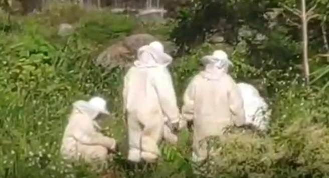 消防人员前往救援须穿着防护衣避免遭受虎头蜂攻击。(翻摄照片／吕筱蝉桃园传真)
