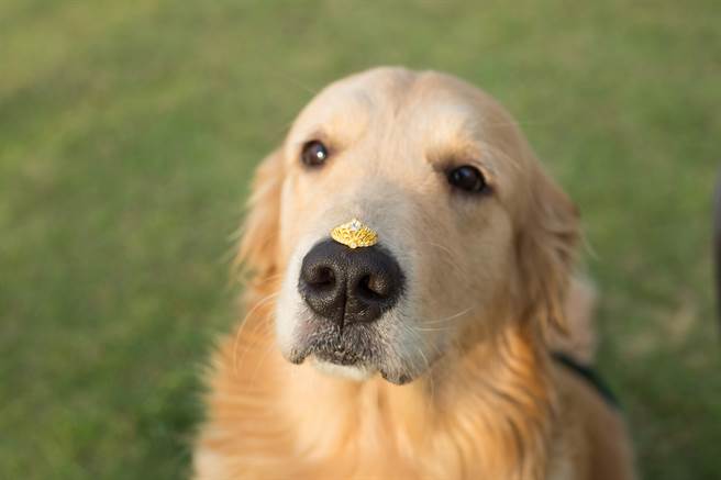 女主人原本想讓金毛用鼻頭頂鑽戒，沒想到戒指慘變狗餅乾(示意圖/達志影像)